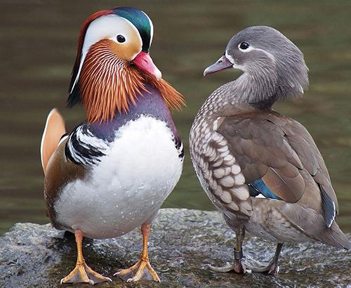 Mandarin Duck Pair