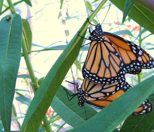 Mariposas monarca apareamiento