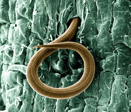 Nematode