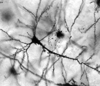 Neurons