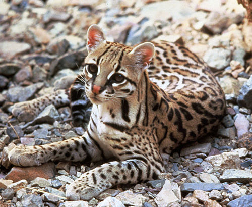 Ocelot