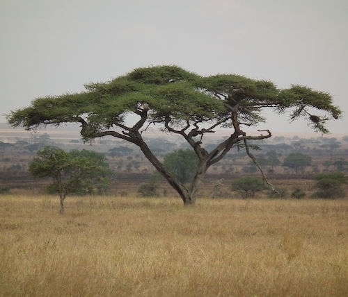 umbrella acacia