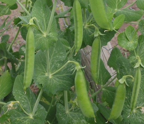 Common pea plant