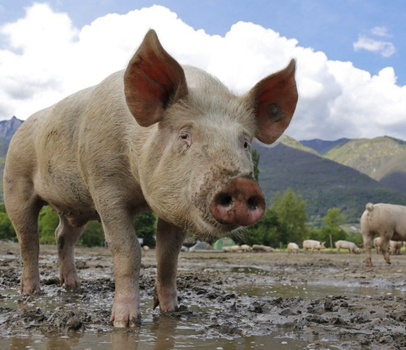 Close up of a pig on a pig farm