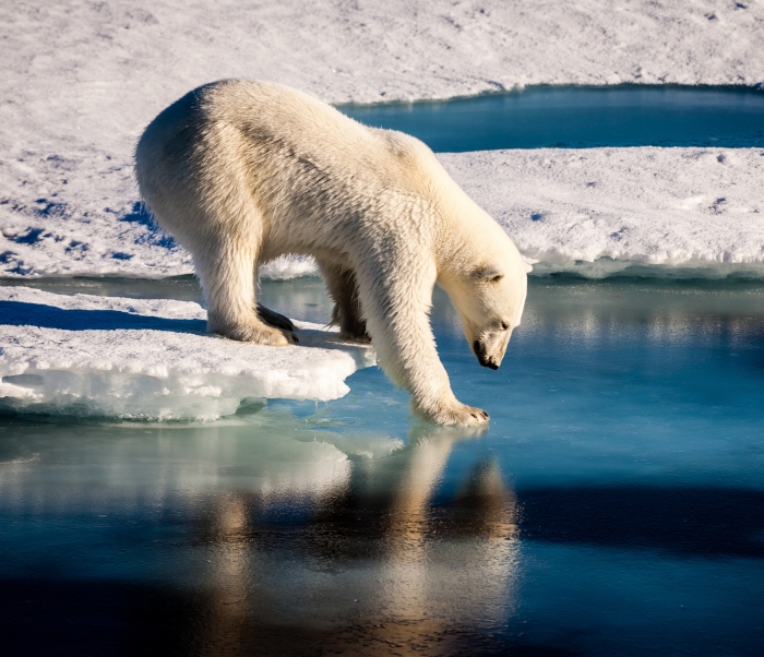 A polar bear pawing the water