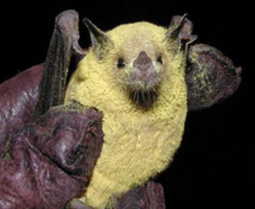 A bat covered with pollen