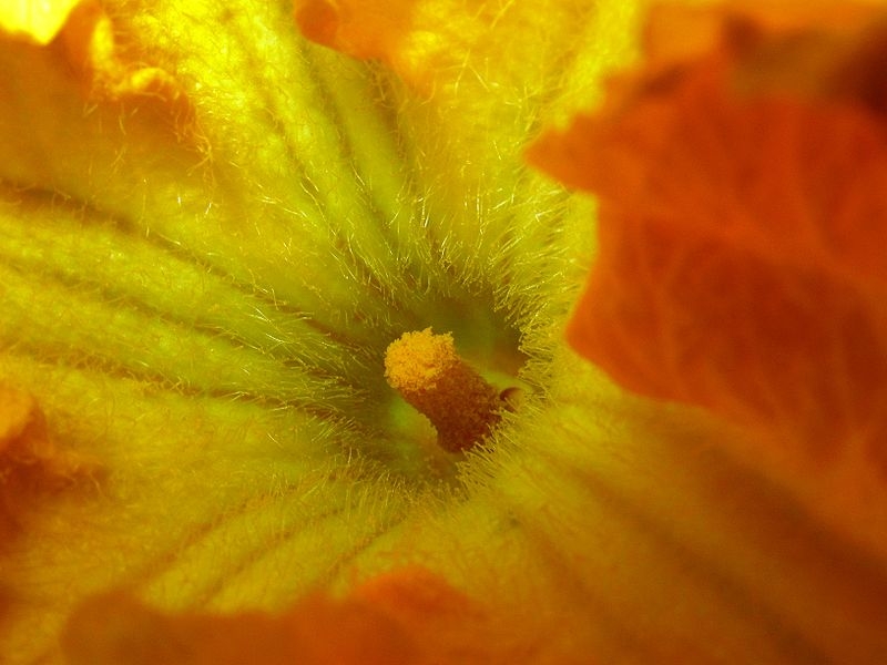 Pumpkin flower Arizona State University