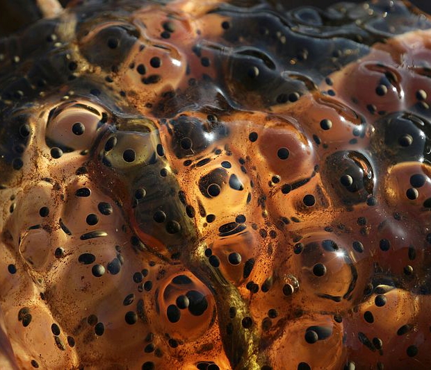 Redlegged frog eggs in someone's hand