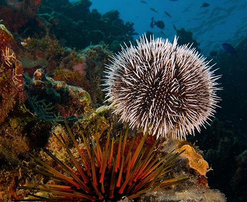 Reef Urchin