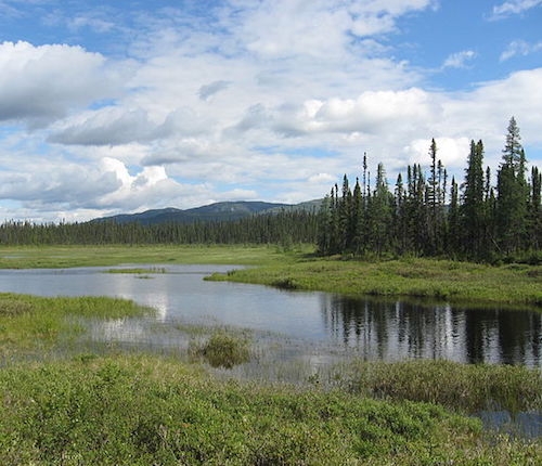 Taiga isleta