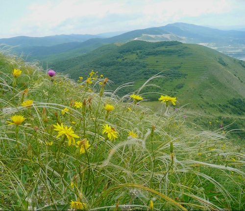 Russian Steppe grassland