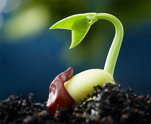 A germinating seedling