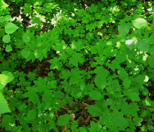 Seedlings on the forest floor