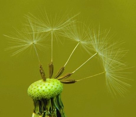 Dandelion seeds