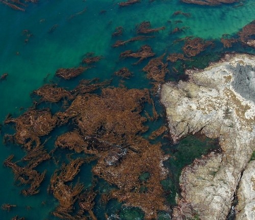 Brown algae off Sitka Sound in Alaska