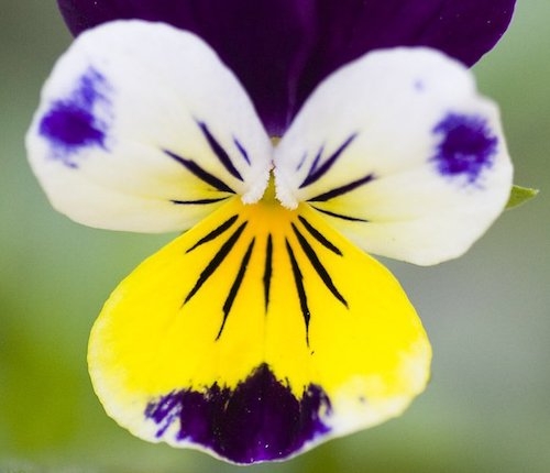 starburst pansy