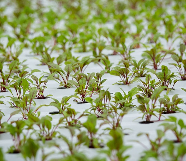 Swiss chard seedlings