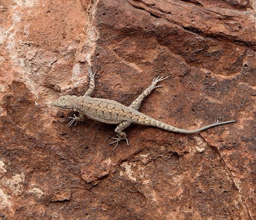 Urosaurus ornatus 