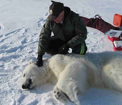 USFWS Biologist with a Polar Bear