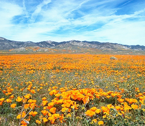 A field of wild California poppies. 