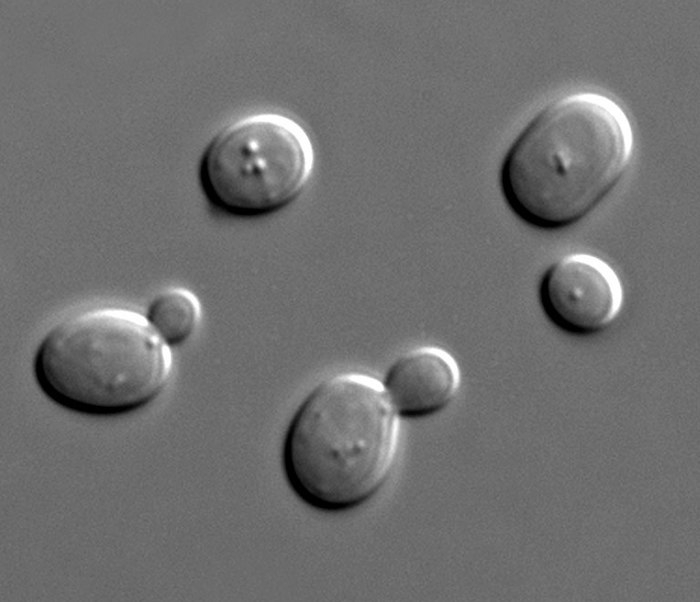 Yeast cells, some of which are budding